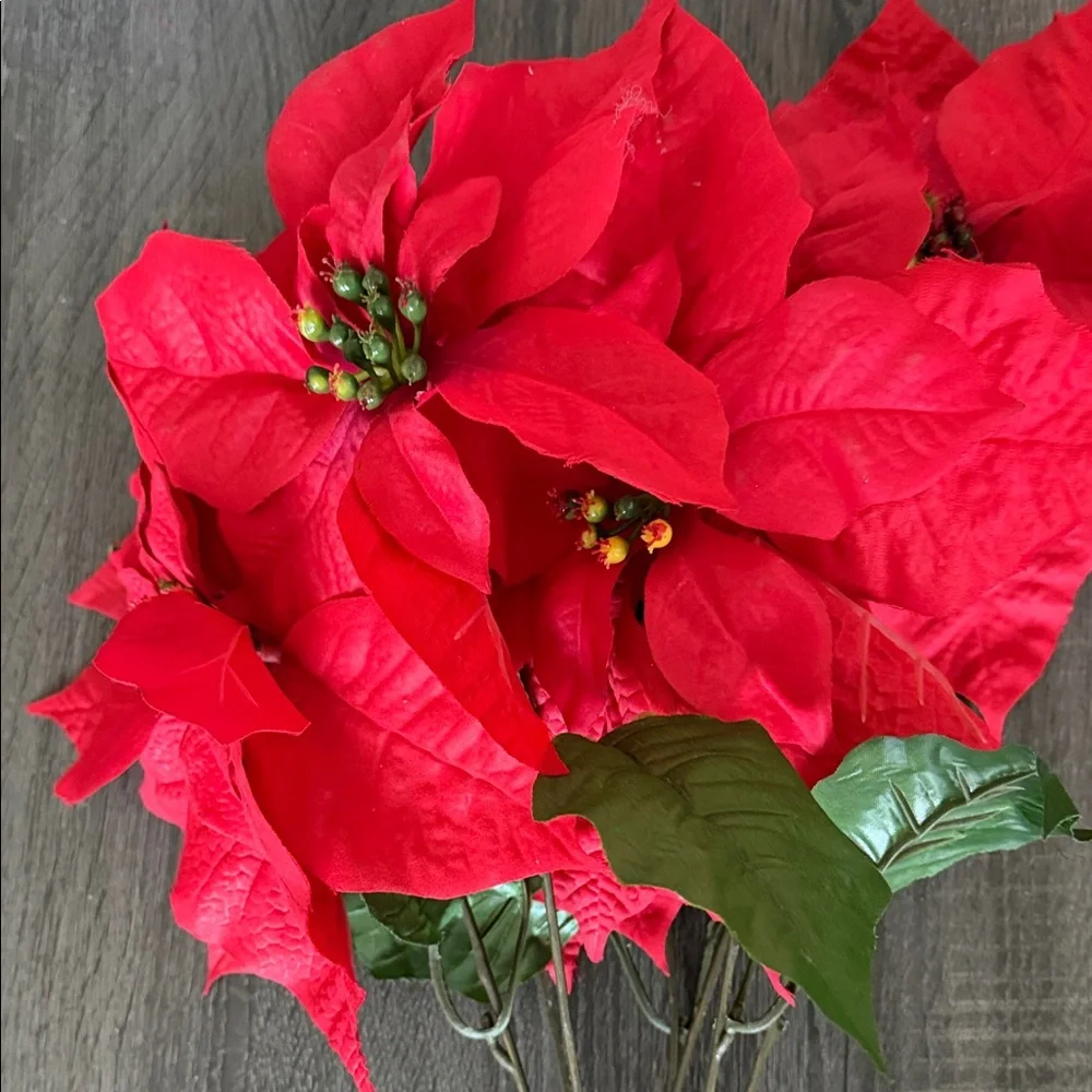 Red Poinsettia Stem